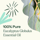 Arôme herbacé et boisé Plant Therapy Eucalyptus Globulus, séance aromathérapie.