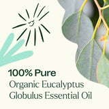Plant Therapy Eucalyptus Globulus – diffuseur d'aromathérapie pour une ambiance fraîche et vivifiante.