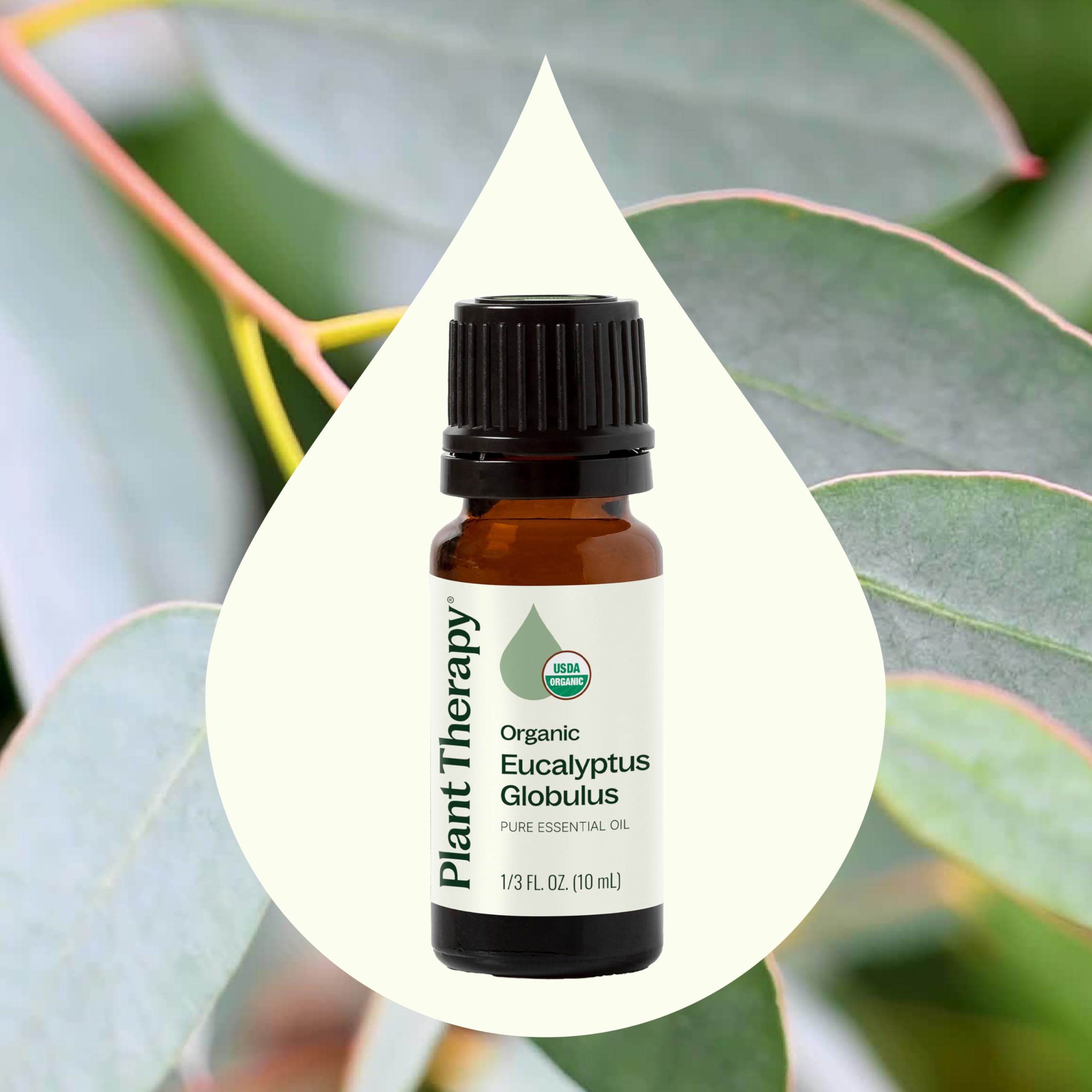 Gouttepipette Plant Therapy Eucalyptus Globulus prête à usage topique dilué