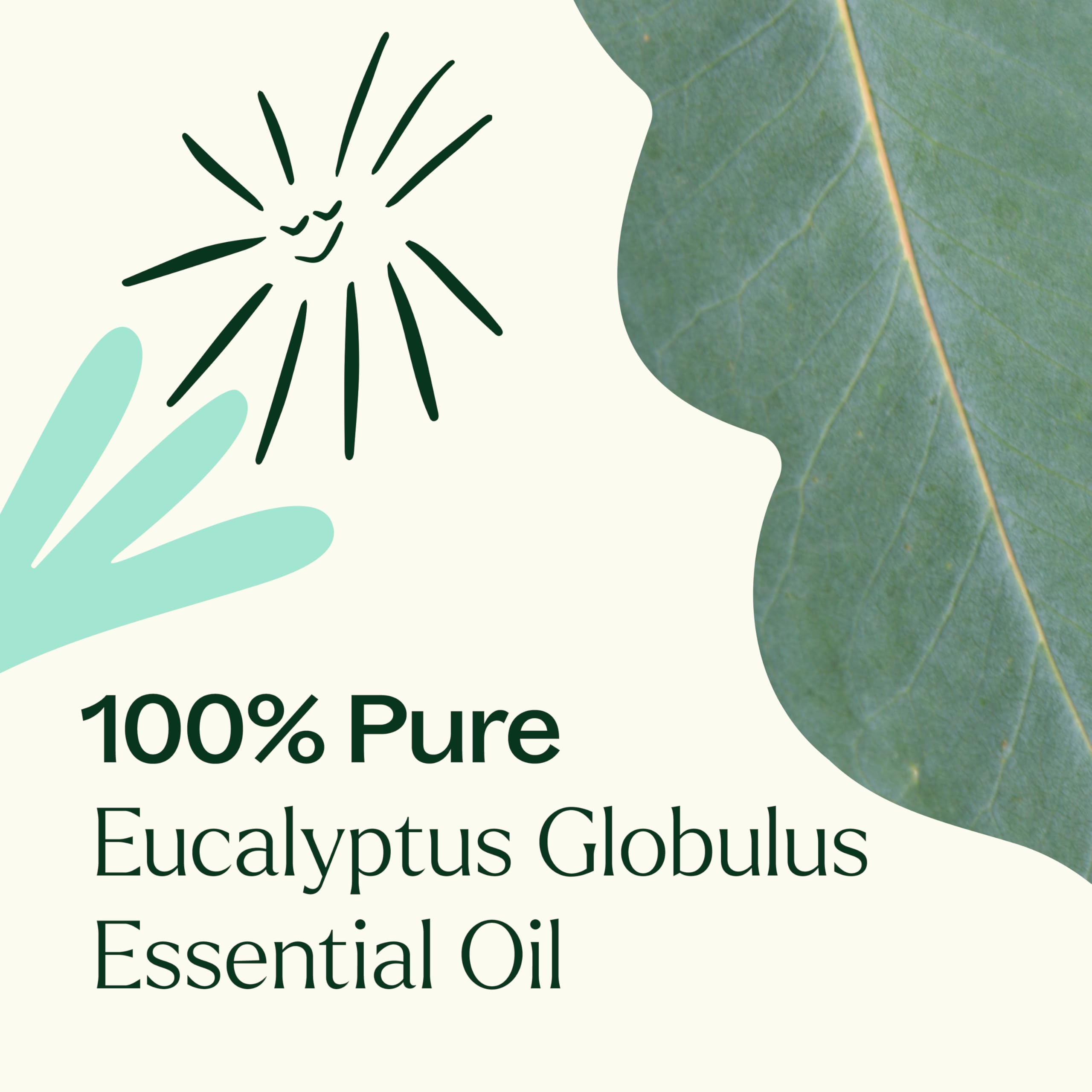 Parfum herbacé et bois subtil de l'Eucalyptus Globulus Plant Therapy