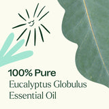 Parfum herbacé et bois subtil de l'Eucalyptus Globulus Plant Therapy