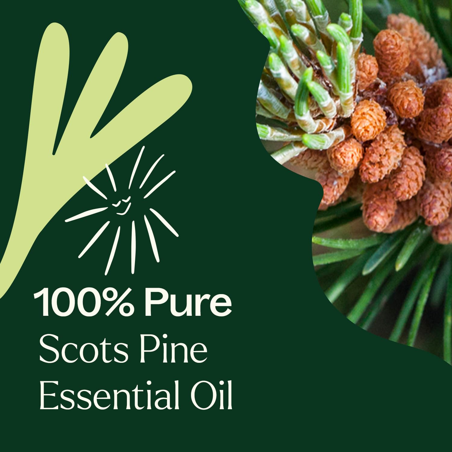 Diffuseur aromatique avec Pin Sylvestre Plant Therapy, ambiance boisée