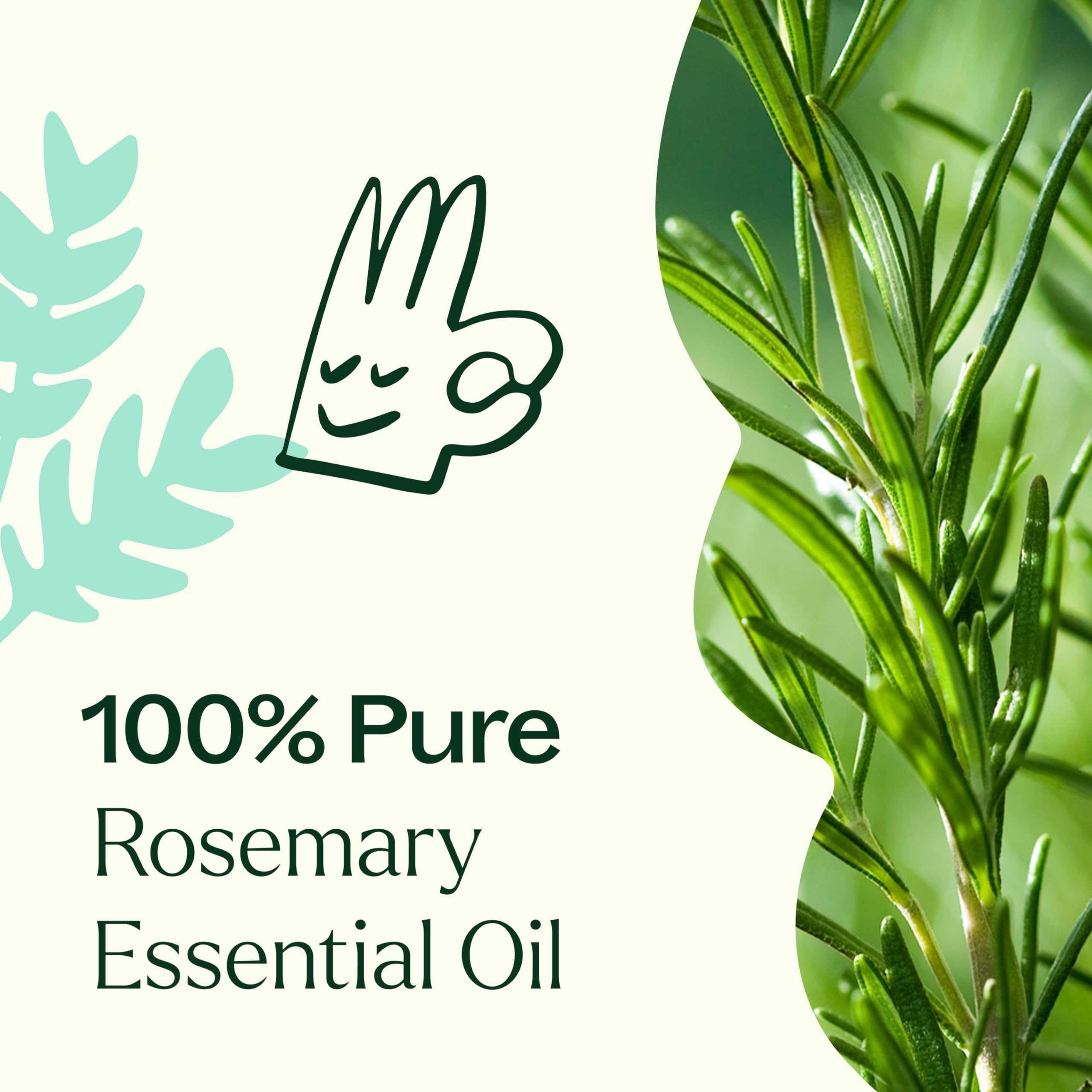Plant Therapy romarin diffusion ambiance, parfum boisé et vivifiant.