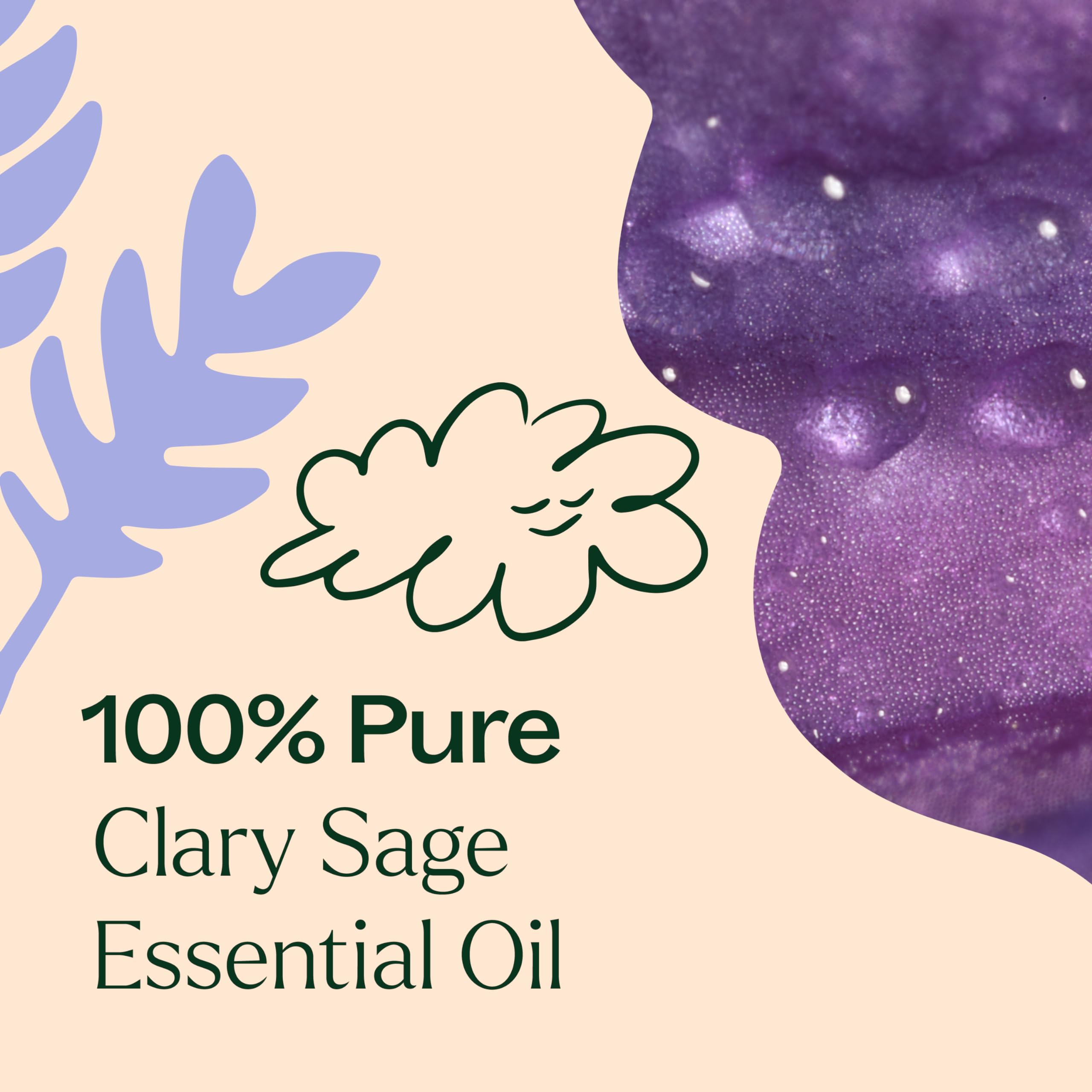 Soins cheveux, peau et ongles avec Sauge sclarée Plant Therapy.