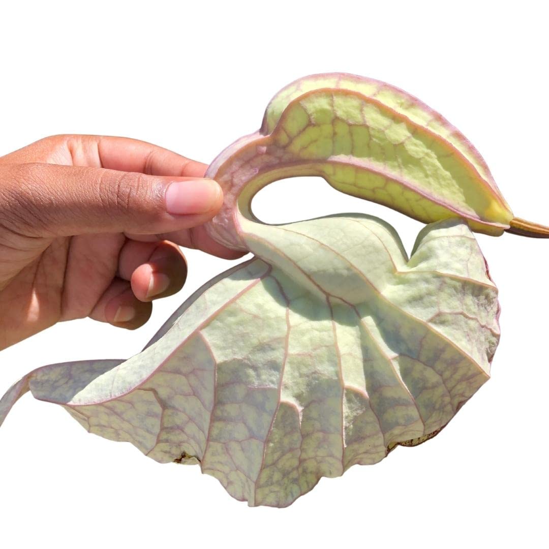 Emballage Plantish par Jm du Flor de Pato Detox, démarrage facile d'une détox douce