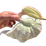 Emballage Plantish par Jm du Flor de Pato Detox, démarrage facile d'une détox douce