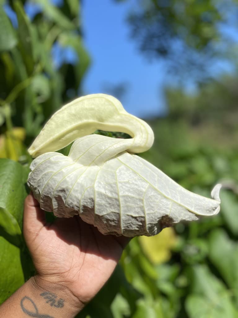 Ingrédient Palo Guaco en évidence, purifie et renforce Flor de Pato Detox Plantish Jm