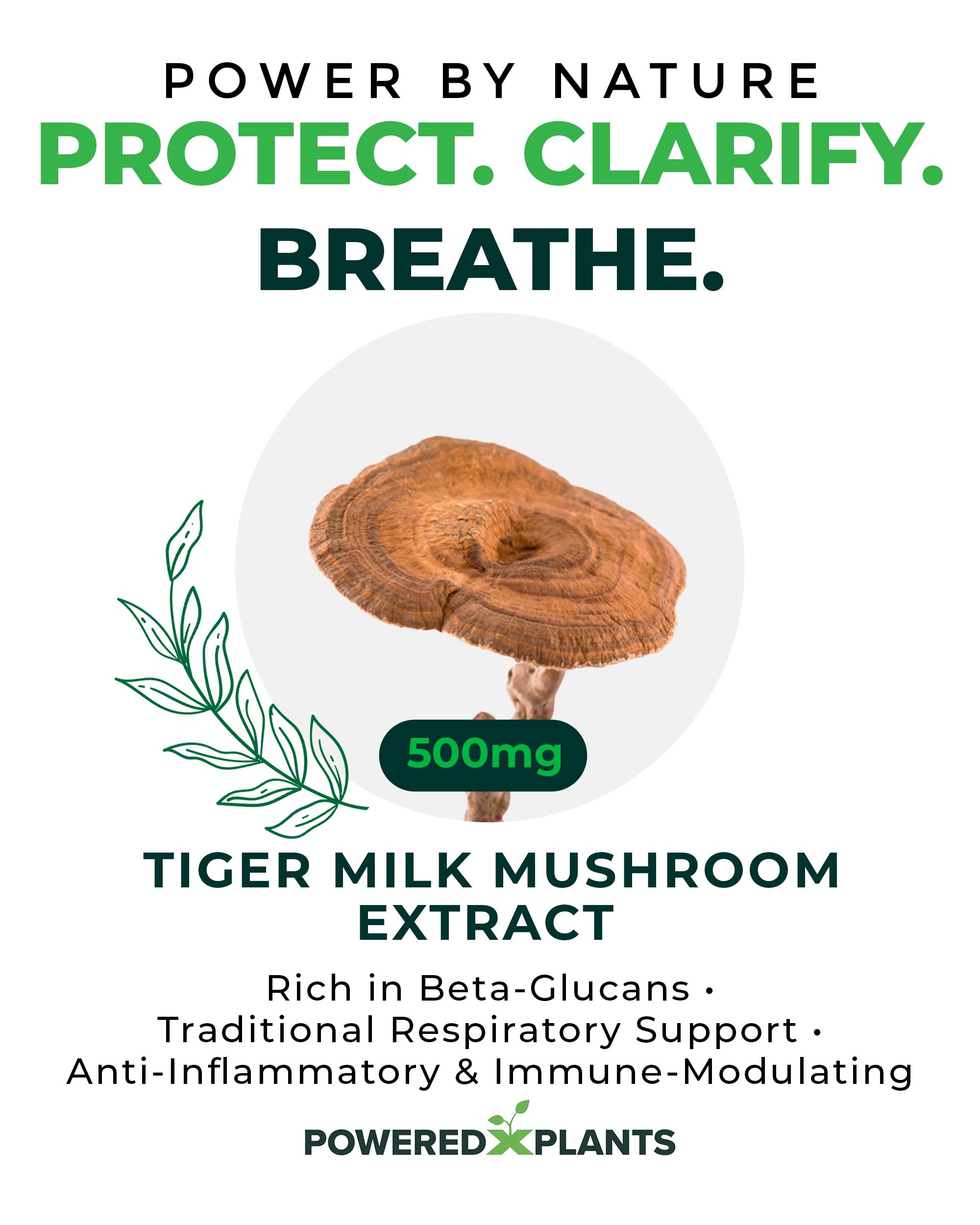 POWERED X PLANTS champignon lait de tigre – bêta-glucane 50%, soutien potentiel du système immunitaire.
