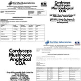 Cordyceps PRISTINE'S, adaptogène potentiel pour l'équilibre du corps
