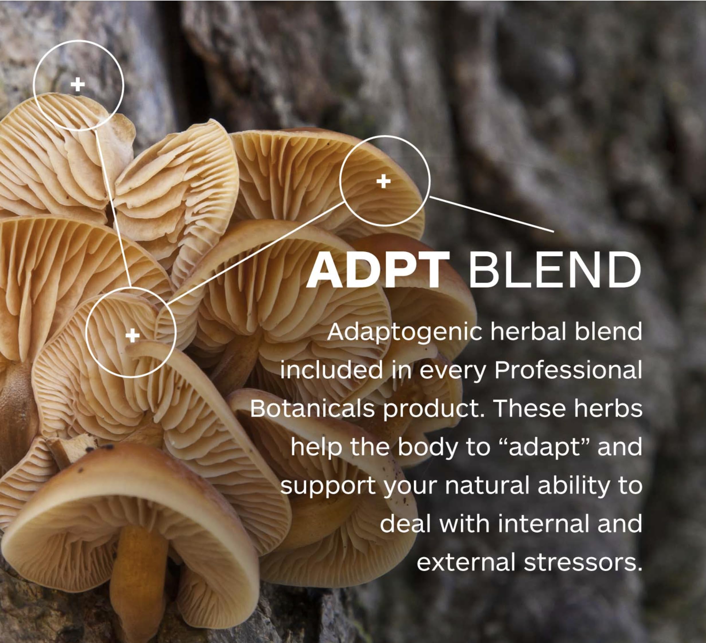 Professional Botanicals Tense-X: etiquette couleur, emballage écoresponsable et végan