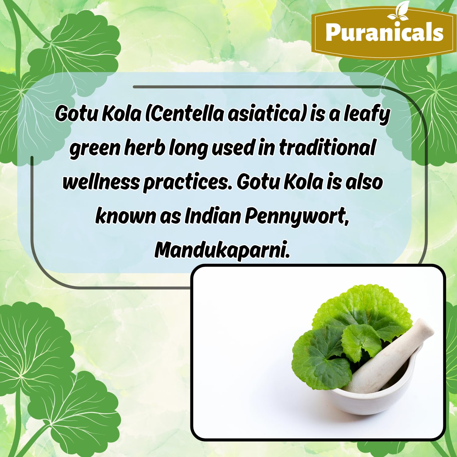 Flacon Puranicals Gotu Kola vu de face, présentation claire et professionnelle.