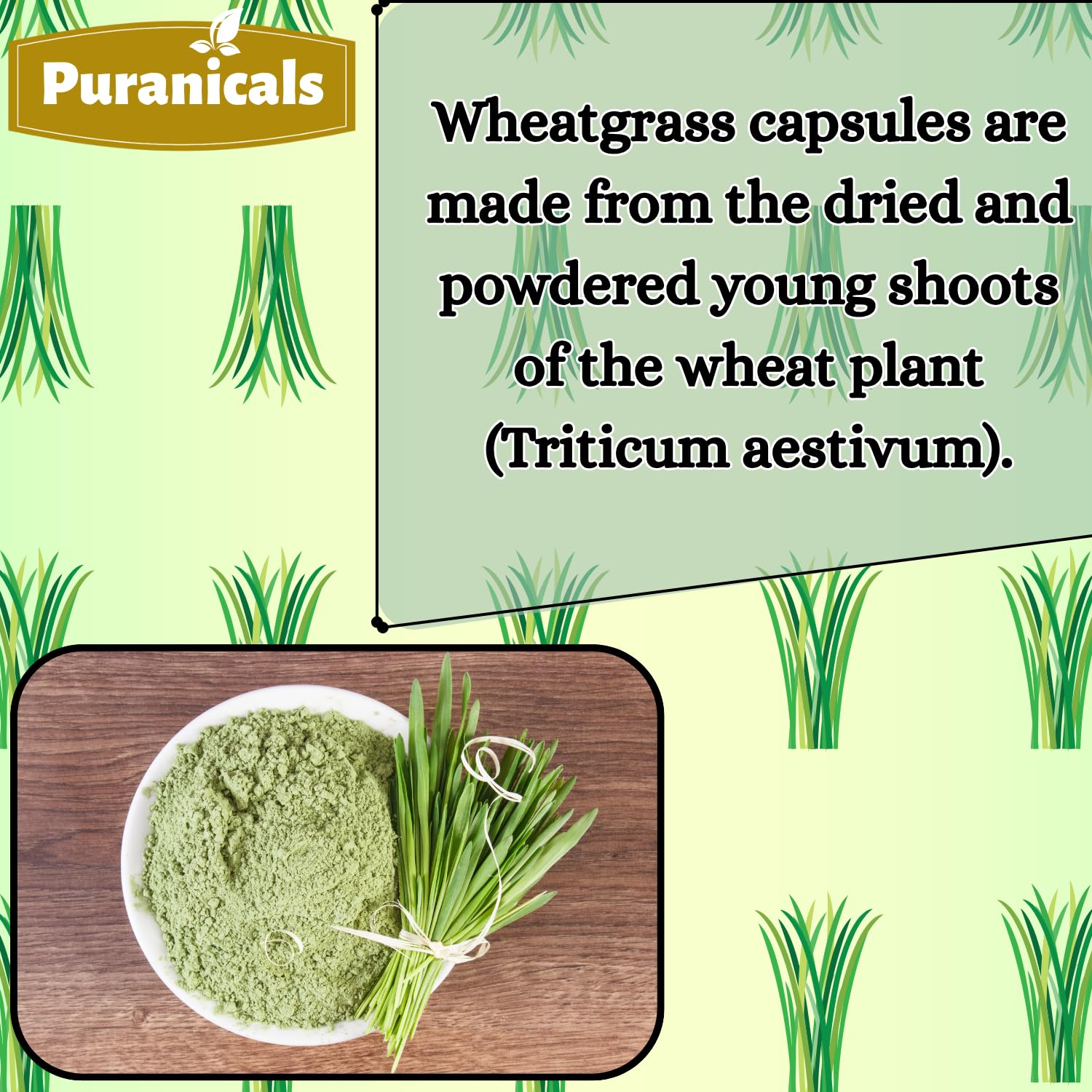 Puranicals Wheatgrass Premium : gélules près du bouchon indiquant le dosage quotidien.