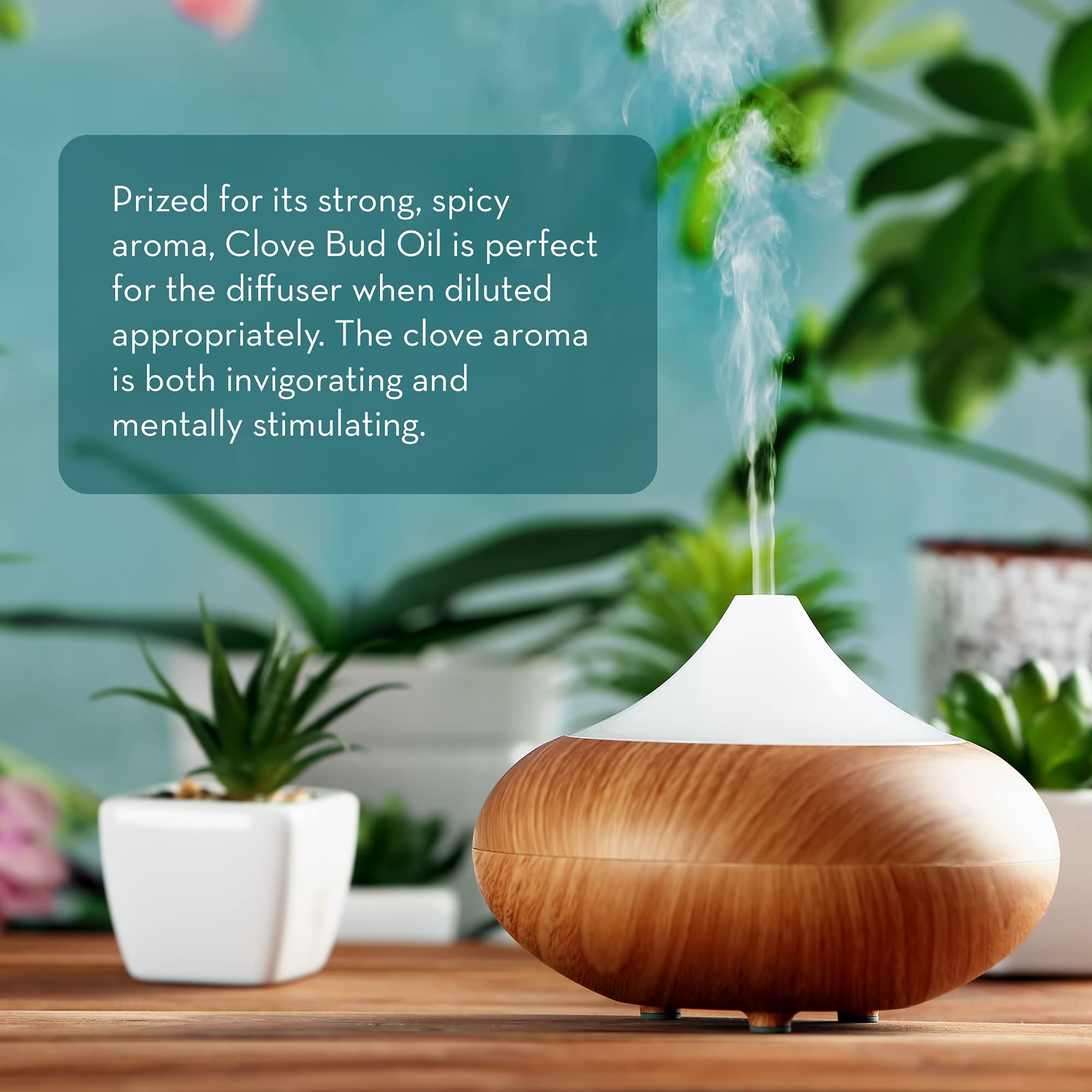 Diffusion d'aromathérapie maison avec l'huile girofle Pure Body Naturals.