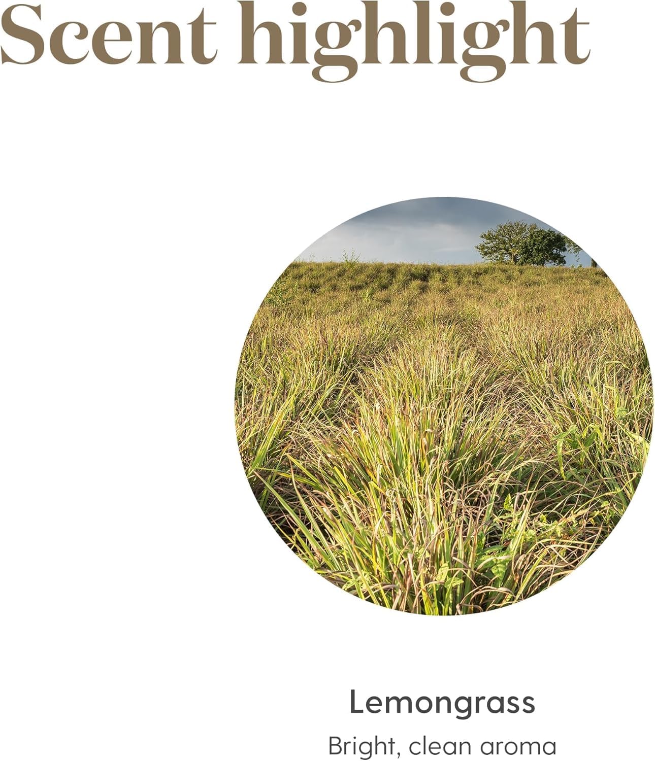Qualité Seed to Seal Young Living, citronnelle pure et traçabilité pour une utilisation fiable.