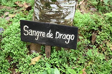 Raw Garden Sang de Dragon routine bien-être à domicile.