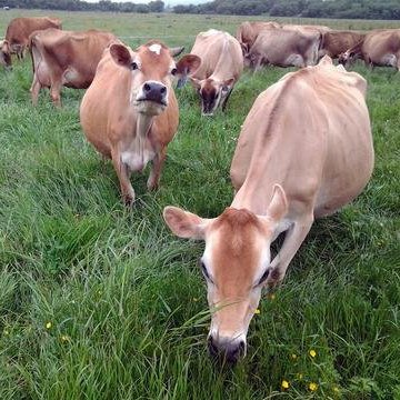 Raw Organic Whey vaches Jersey sans hormones, fermes américaines
