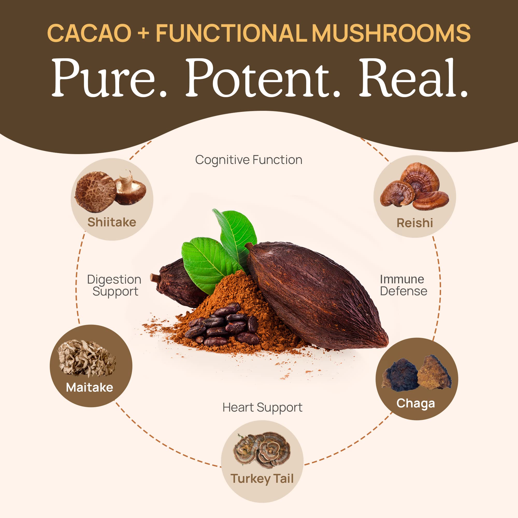 Real Mushrooms corps fruiting uniquement, sans mycelium.