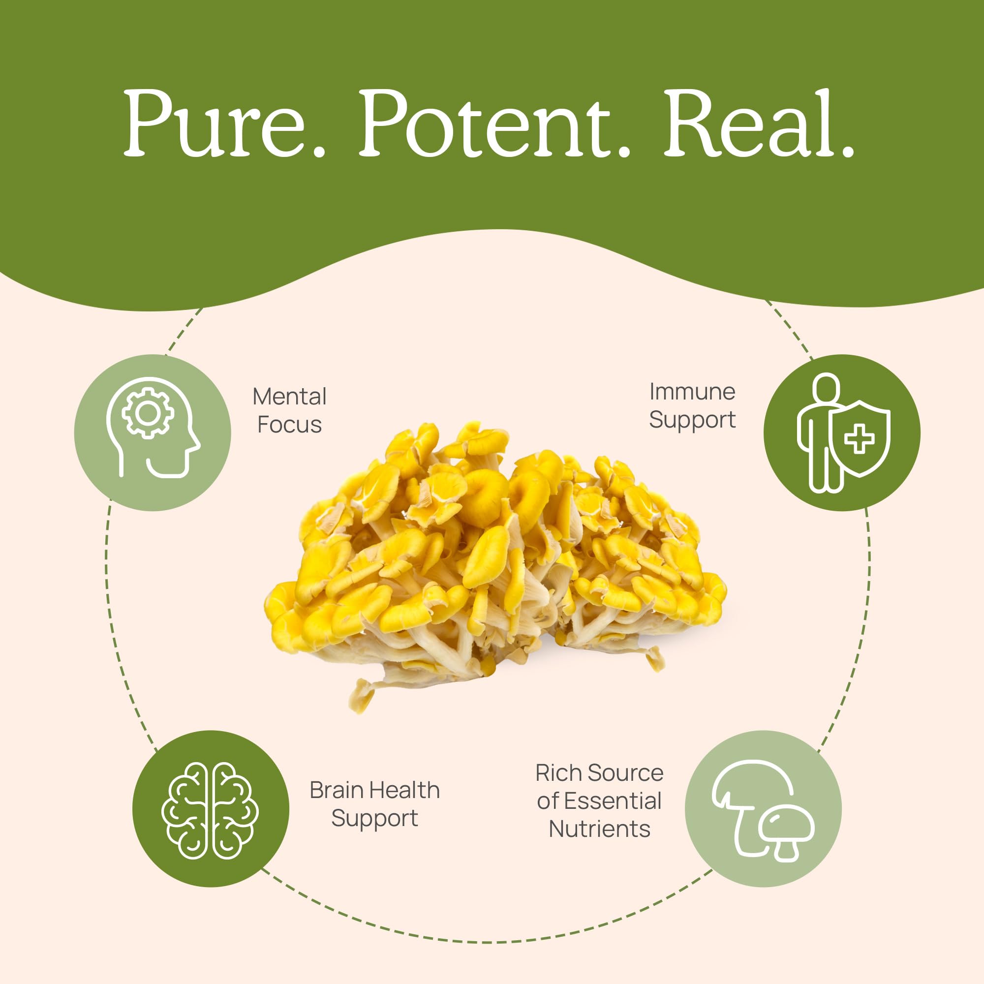 Real Mushrooms – utilisation facile: mélanger dans aliments ou boissons
