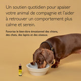 RESCUE Pets gouttes appliquées sur friandise pour prise facile.