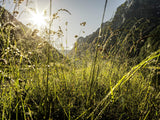 Étiquette indiquant les ingrédients naturels du produit Ricola miel citron échinacée.