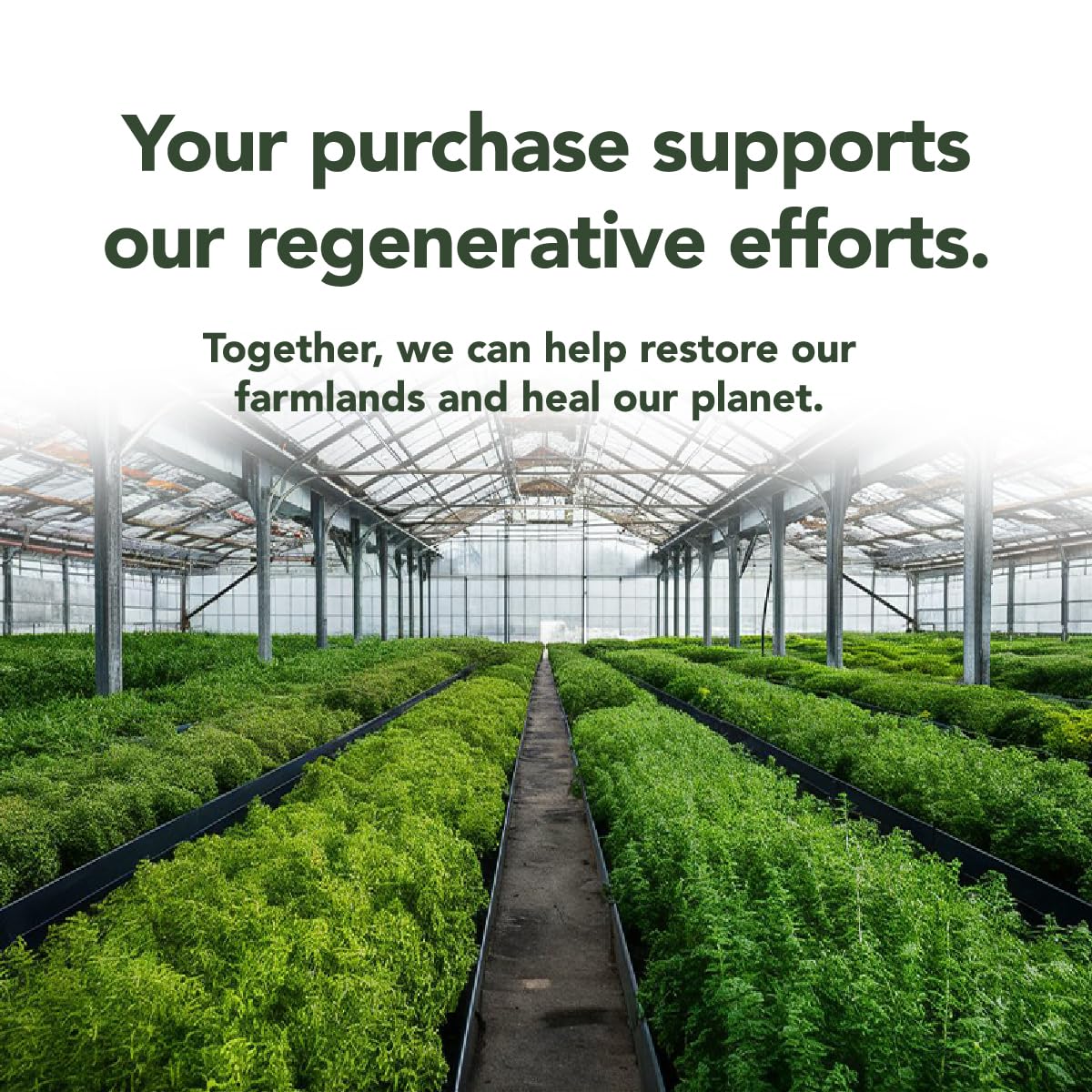 Rigma Herbal BEE : présentation du produit, routine bien-être quotidienne