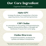 Rootful Mind Alpha Focus: composition premium sans remplissage pour soutien cognitif.