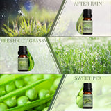 SALKING Coffret Printemps Pois de Senteur: senteurs florales délicates pour espace serein