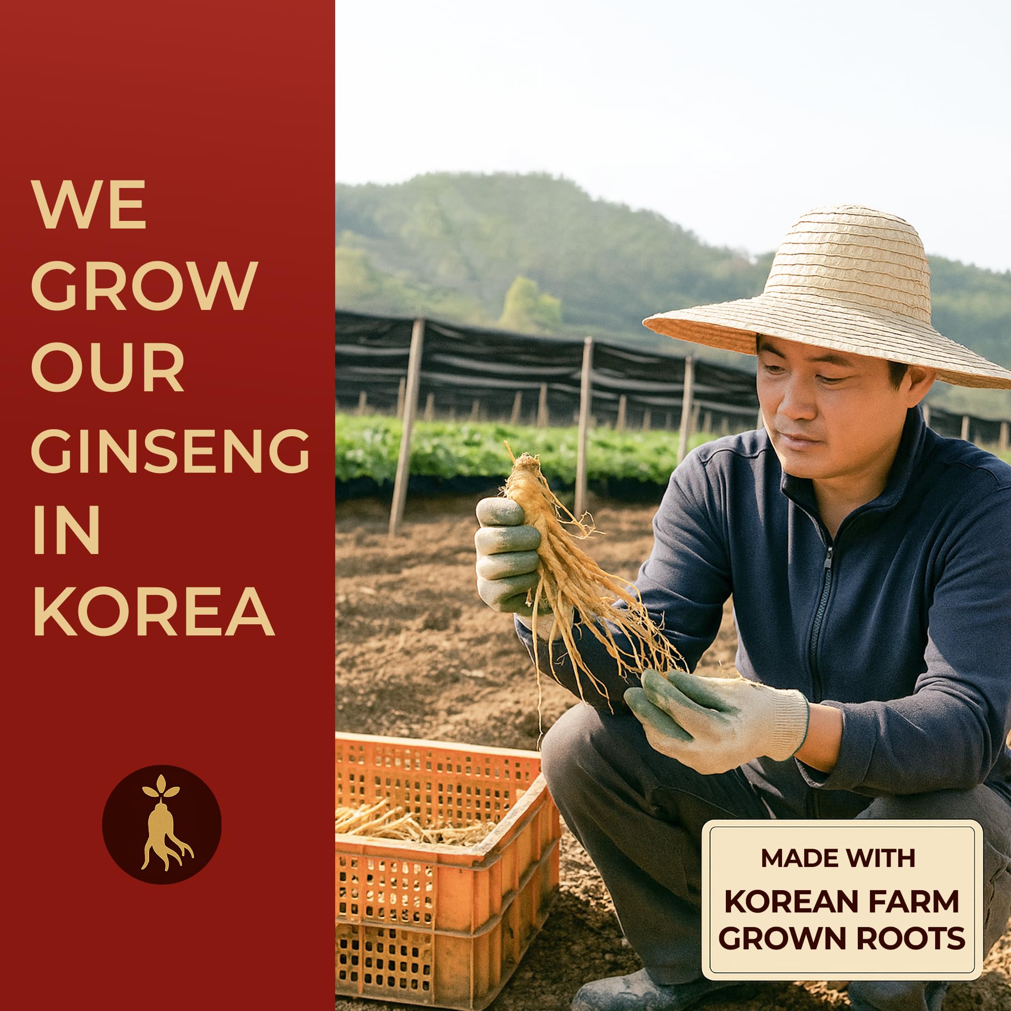 SAMSIDAE tradition coréenne — ginseng rouge âgé 6 ans et gingembre.
