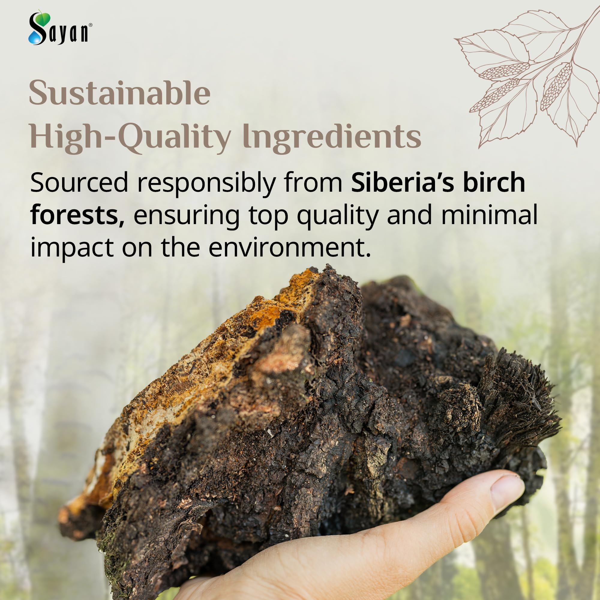 Poudre Chaga sauvage dans son environnement forestier pour une expérience naturelle.