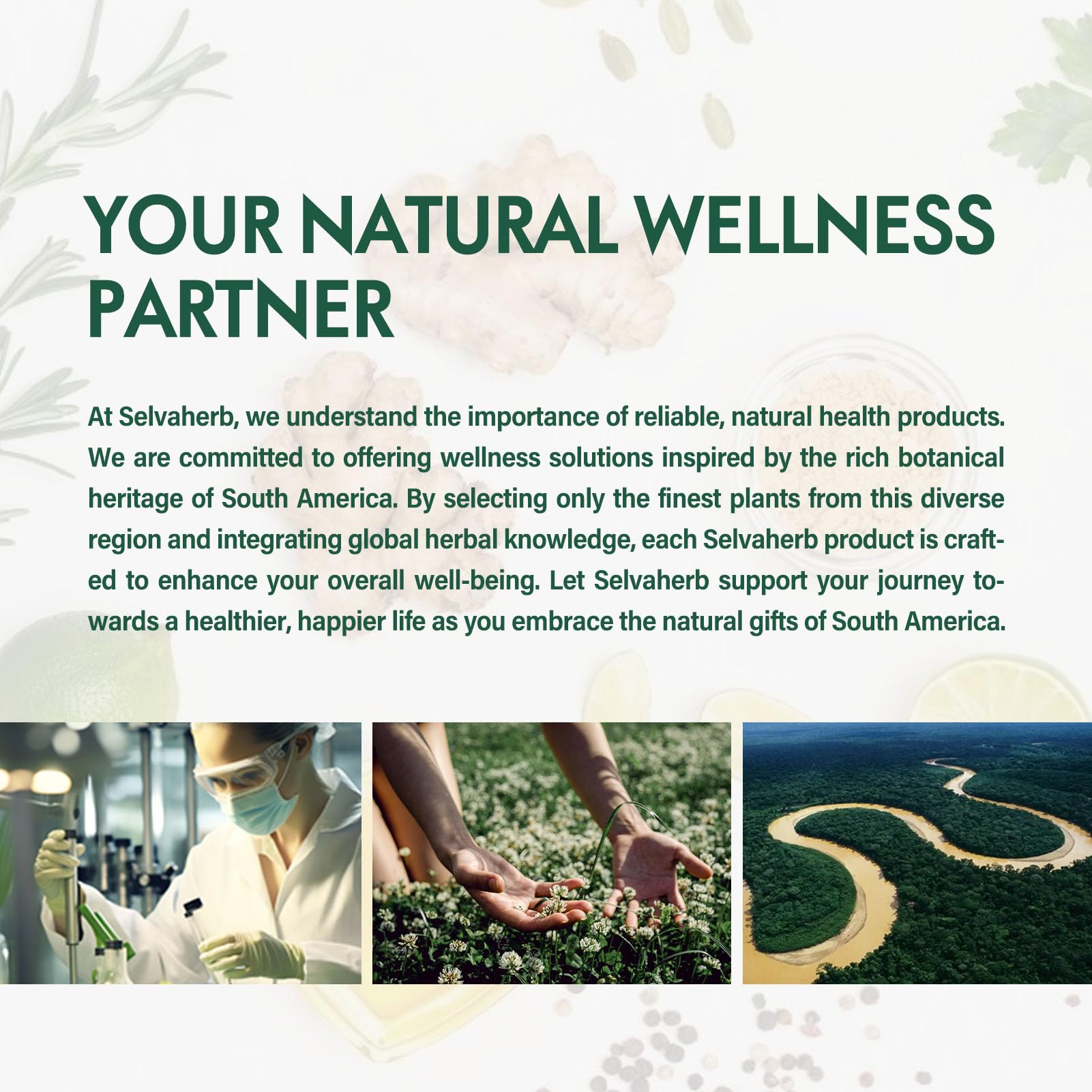 Selvaherb Dissolvant de Calculs, plantes actives exposées dans un cadre naturel