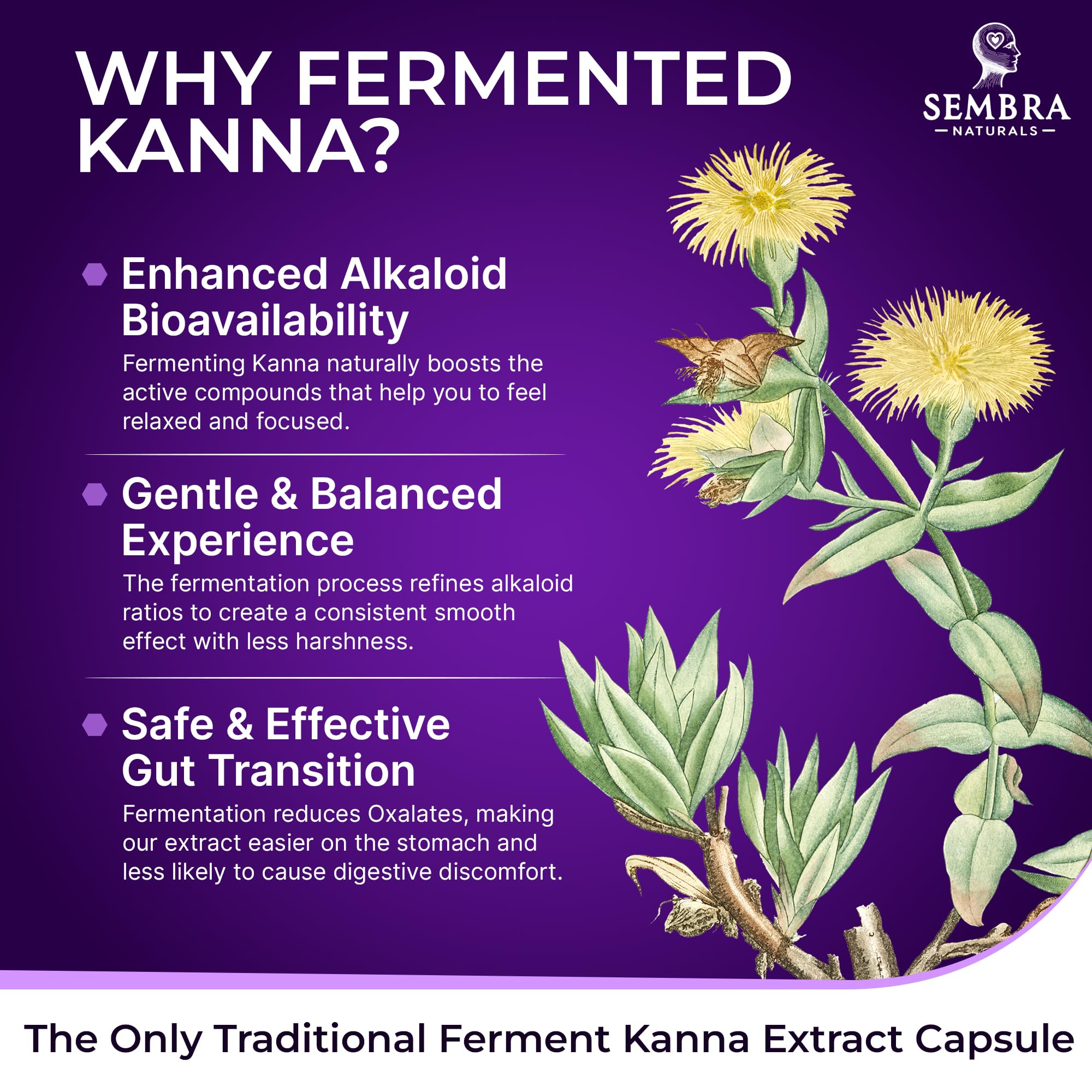 KANNAFOCUS SEMBRA NATURALS – Tableau des ingrédients avec kanna fermenté et BioPerine