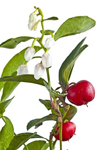Silky Scents huile gaultherie odorante – flacon 5 ml, utilisation en parfums naturels.