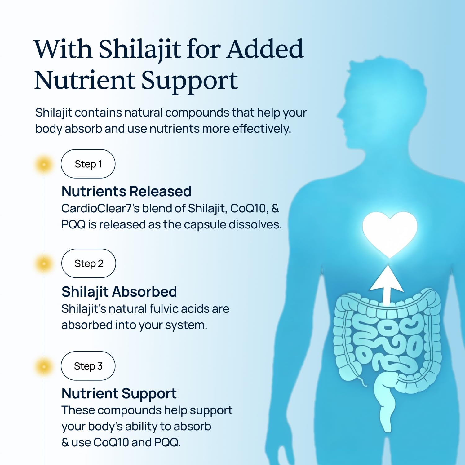 CardioClear7: capsule visible, soutien potentiel à l'endurance et énergie.