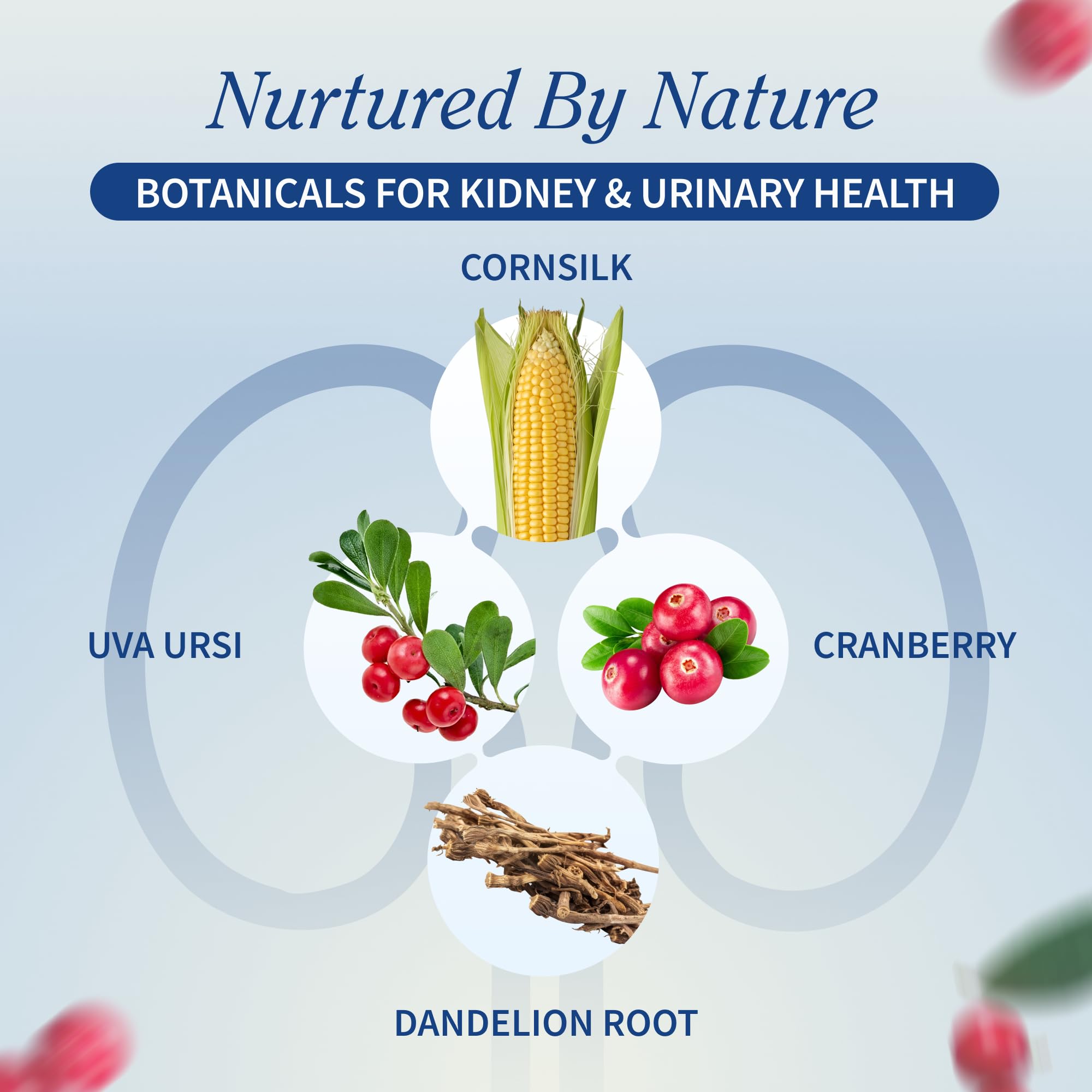 Étiquette Snap Supplements révélant les ingrédients naturels pour le bien‑être urinaire.
