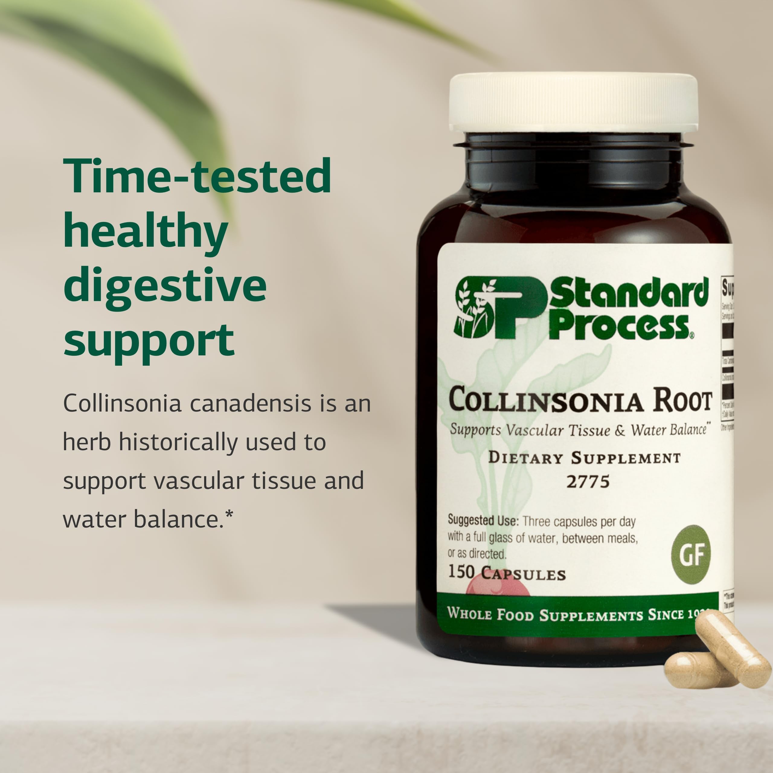 Standard Process Collinsonia Root – fiche ingrédients mettant en avant la racine de collinsonie