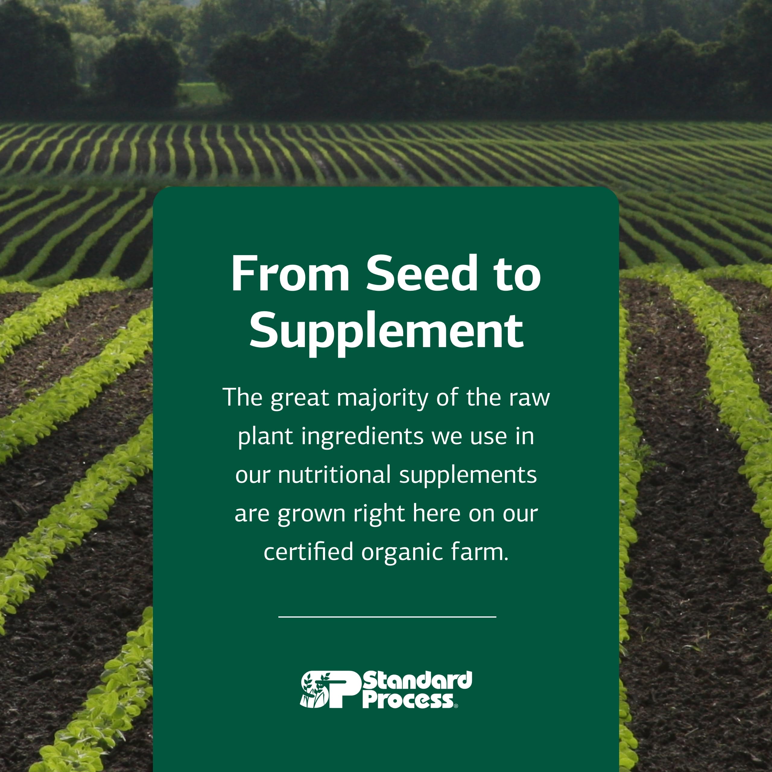 Standard Process Prebiotic Inulin – Image calcium-magnésium: soutien osseux potentiel.