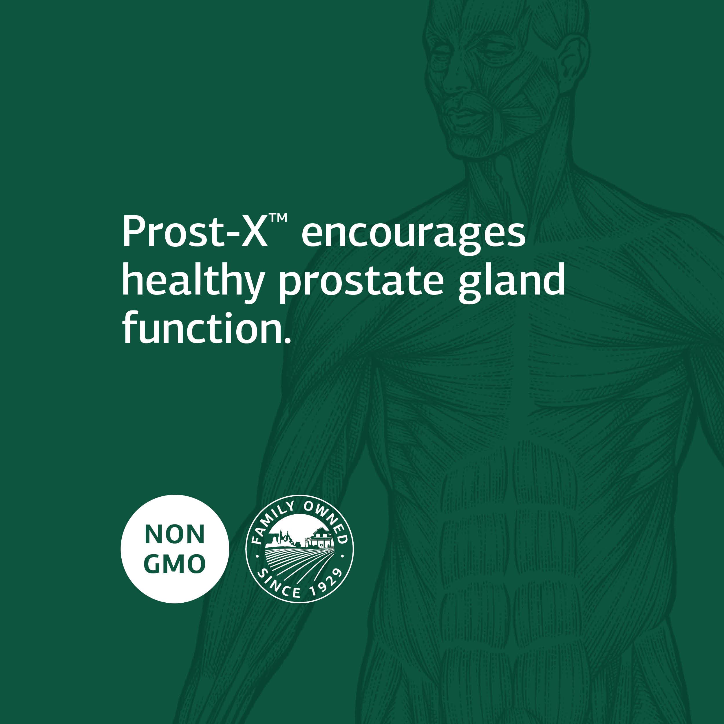Prost-X favorise le soutien des os, muscles et système nerveux