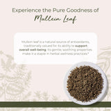 Starwest Botanicals tisane au molène pour une boisson réconfortante et naturelle