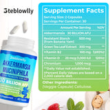 Steblowlly Akkermansia capsules visibles libération retardée jusqu-a-l-intestin