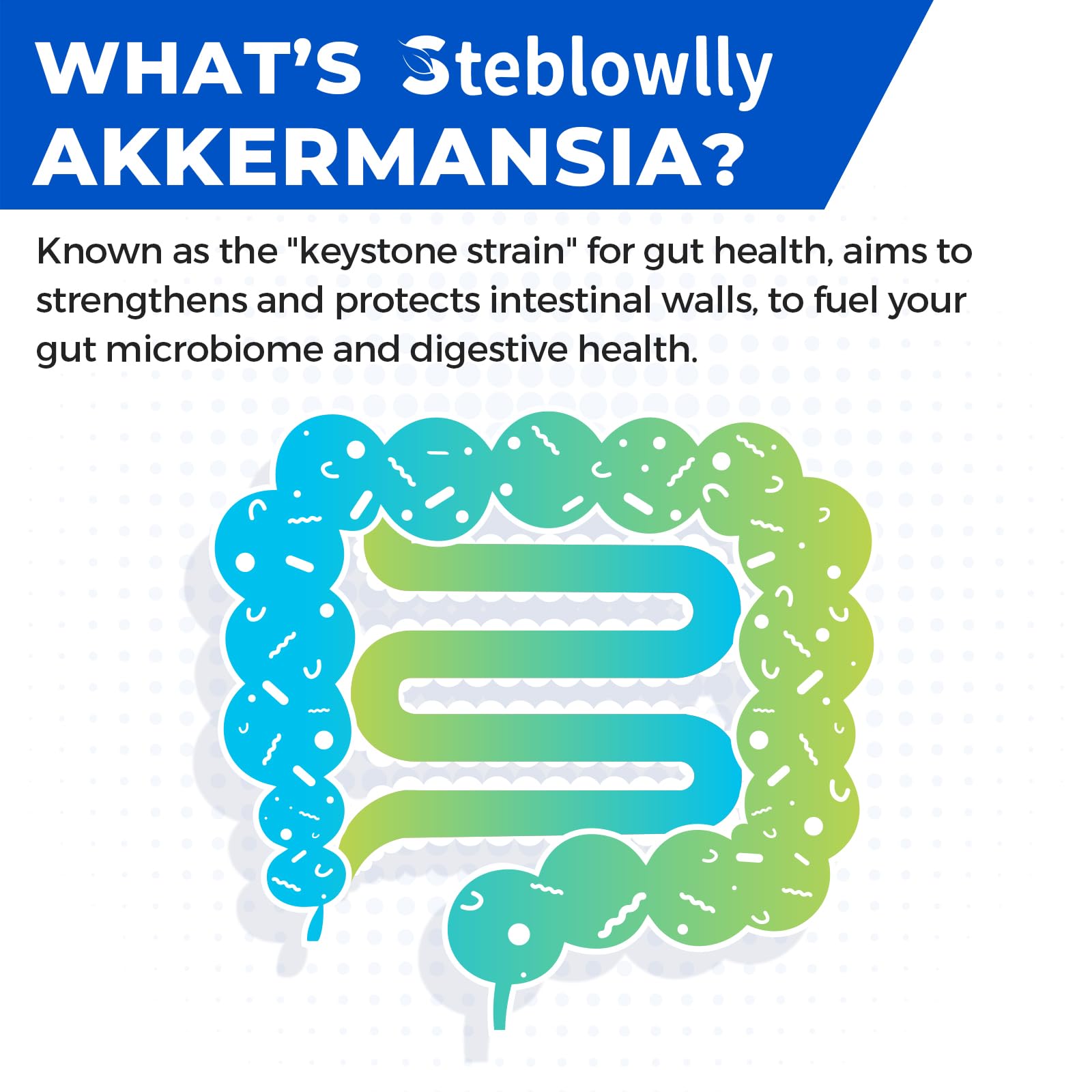Steblowlly Akkermansia vegan sans gluten non-OGM facile a integrer