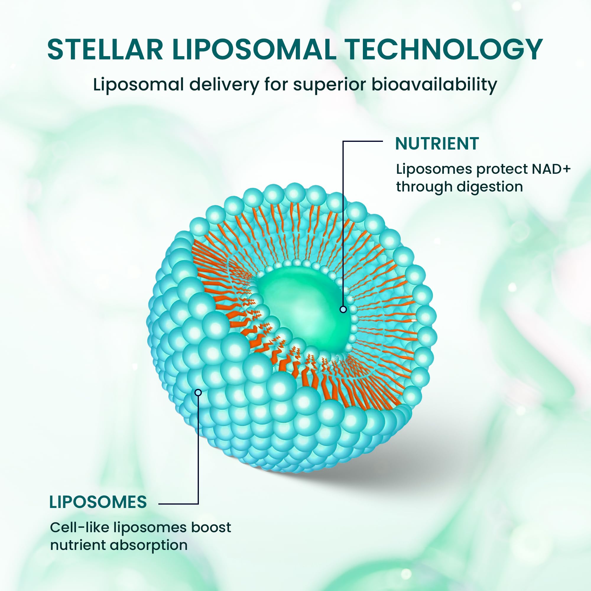Étiquette Stellar Liposomal Glutathione, formule pure et testée pour votre routine saine.