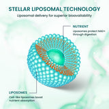 Étiquette Stellar Liposomal Glutathione, formule pure et testée pour votre routine saine.