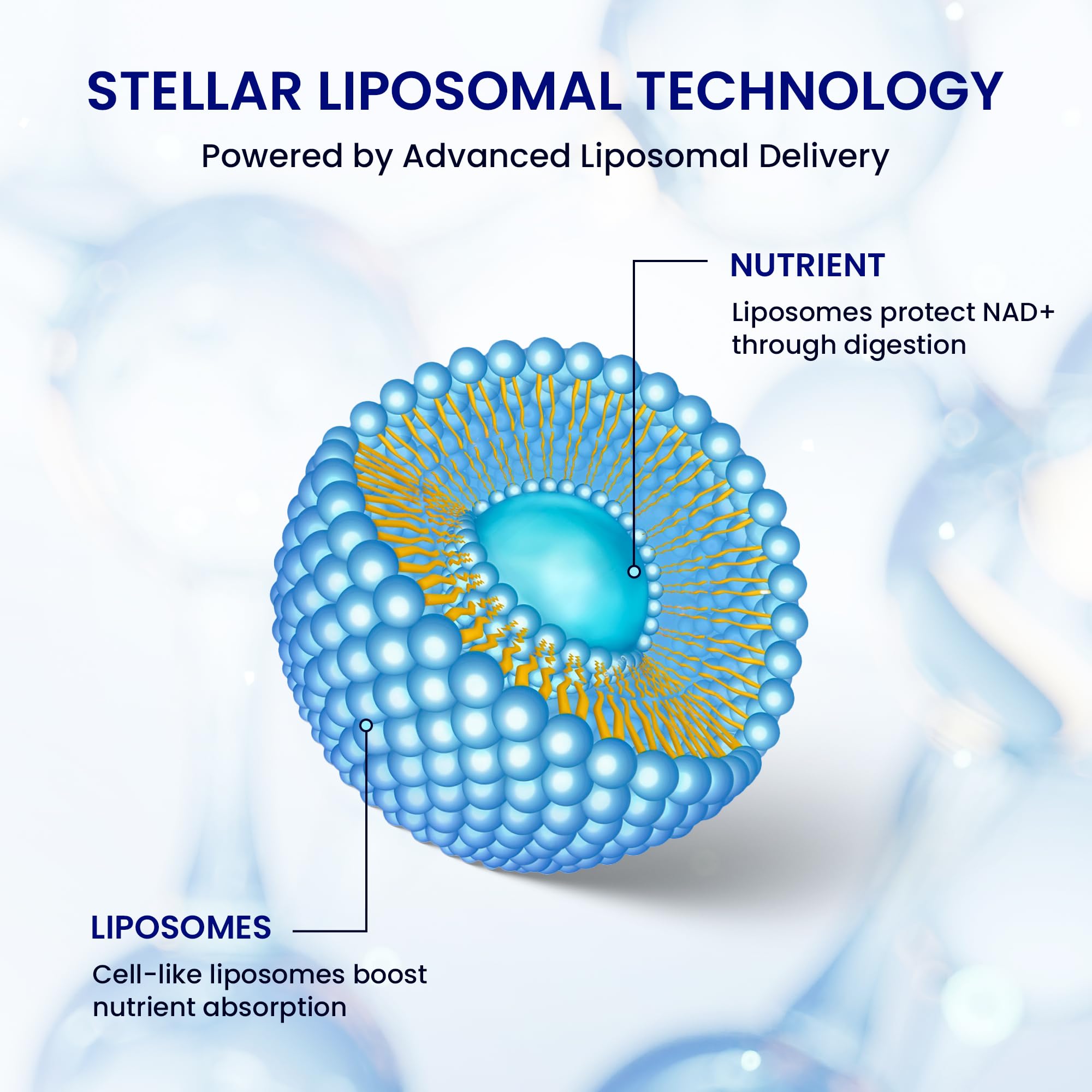 Stellar Liposomal NAD+ emballage boîte simple et recyclable.