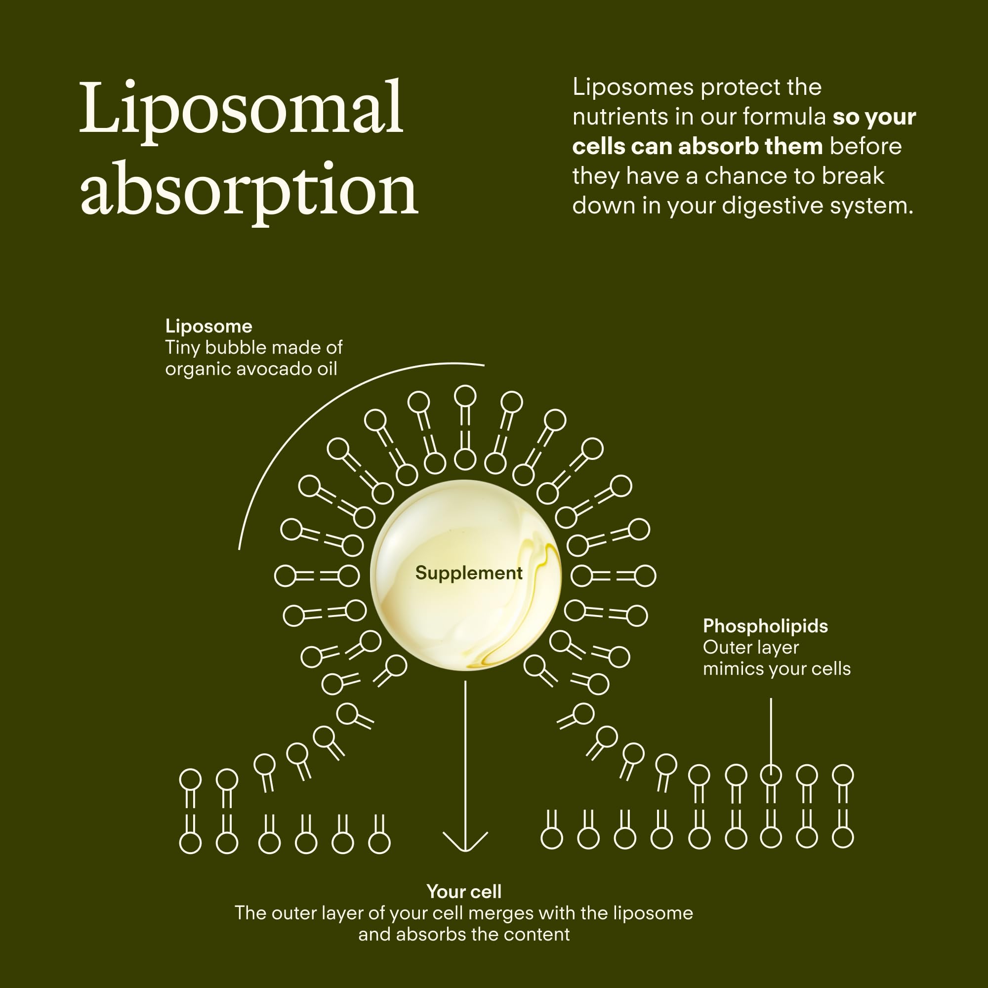 Sunny Within Longevity — Ingrédients-zoom : NAD, CoQ10 et huile d’avocat pour absorption