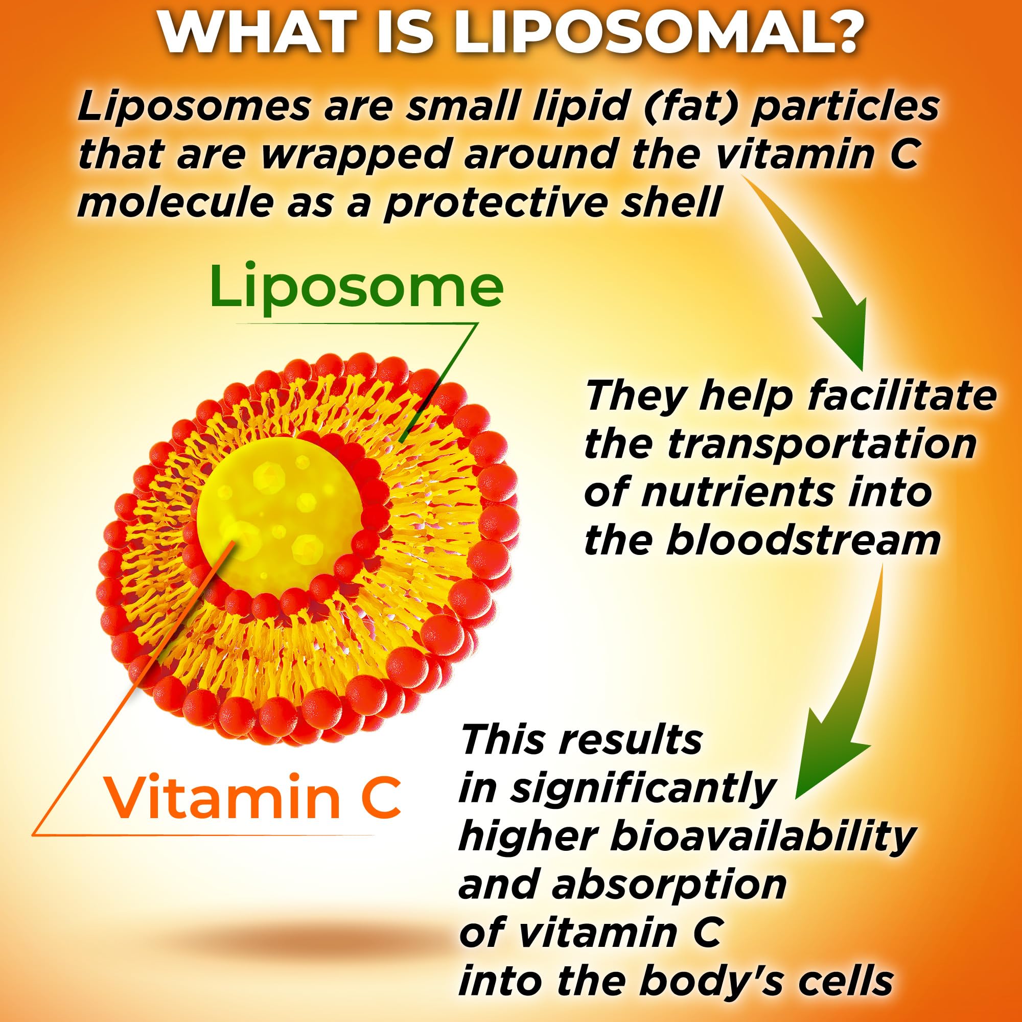SUPPLEMENTS STUDIO Vitamine C liposomale Acerola biologique, arôme naturel et efficacité potentielle