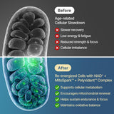SYZY GENICS Mito Spark, ingrédients pour soutien énergétique mitochondriale et performance.
