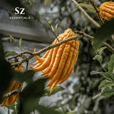 Sz Essentials zeste de citron Bouddha: arôme vert et fruité pour cosmétiques.