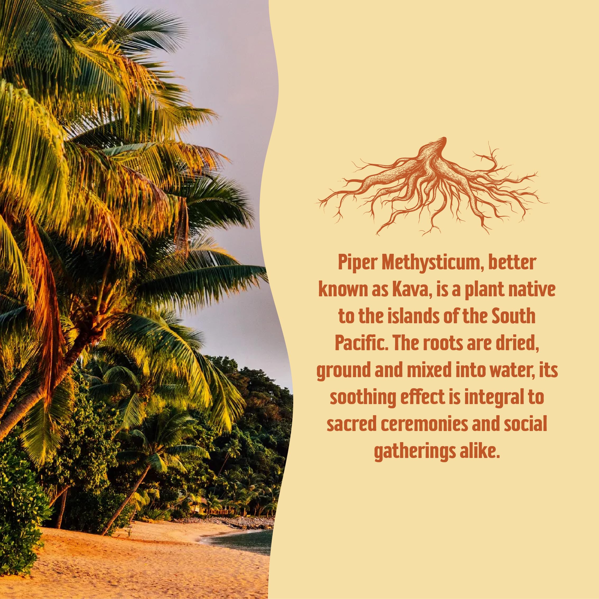 Taki Mai extrait noble kava purifié par laboratoire sans additifs