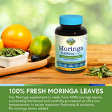 Feuilles vertes de Moringa visibles, source naturelle de nutriments.