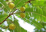 Plan de travail avec Terrasoul Amla Poudre, idée rapide pour recettes nutritives